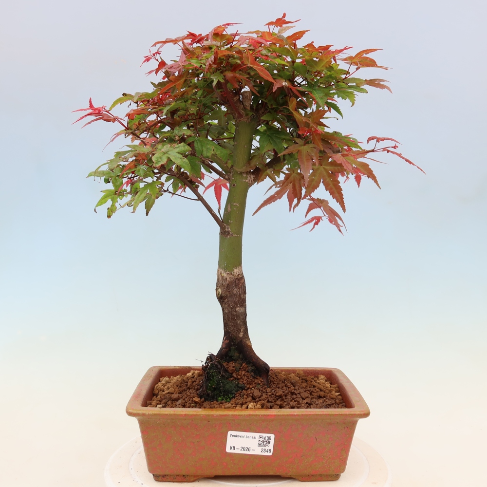 Spitzahorn - Acer palmatum Beni Tsukasa