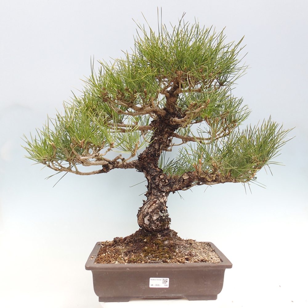 Bonsai für draußen - Pinus thunbergii - Thunberg-Kiefer