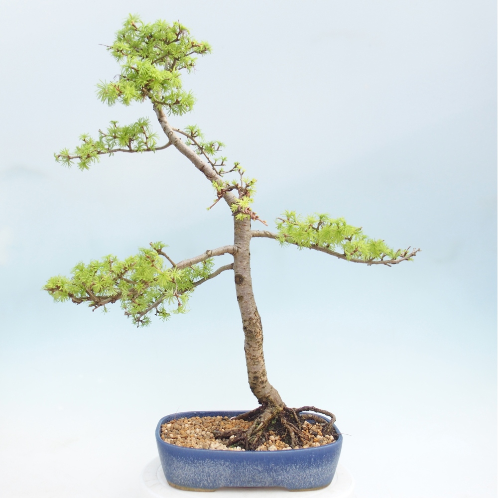 Bonsai für draußen -Larix decidua - Lärche