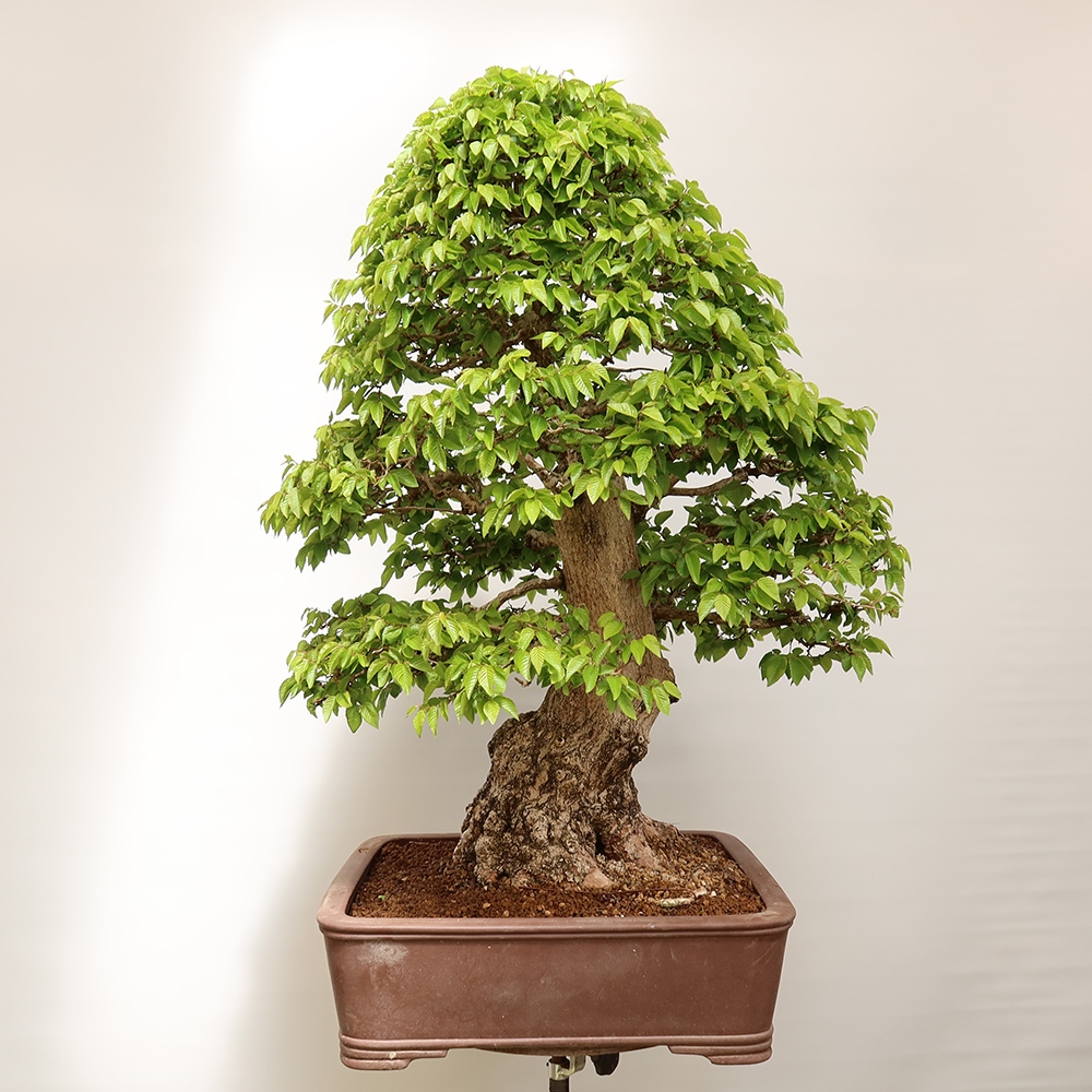 Bonsai für draußen - Karpinus Coreana - Koreanische Hainbuche