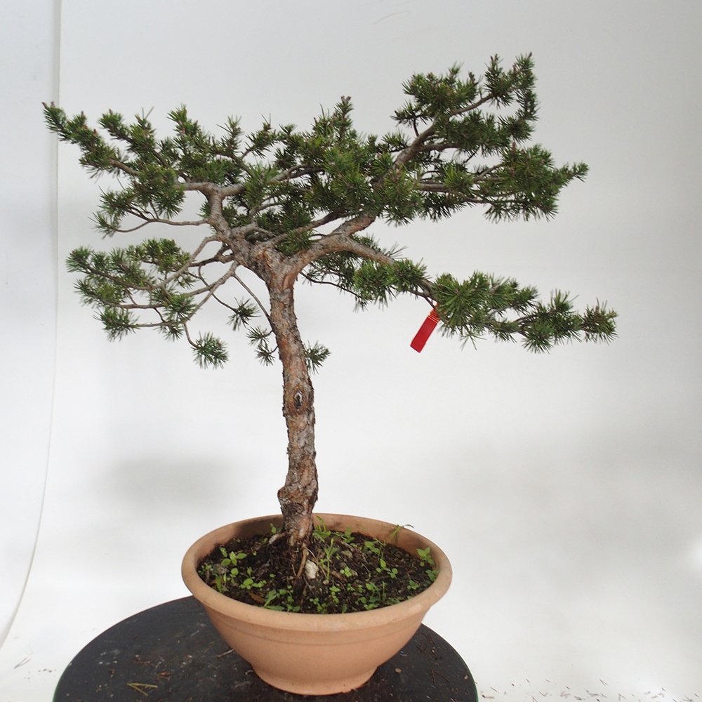 Yamadori - Pinus sylvestris Spanien