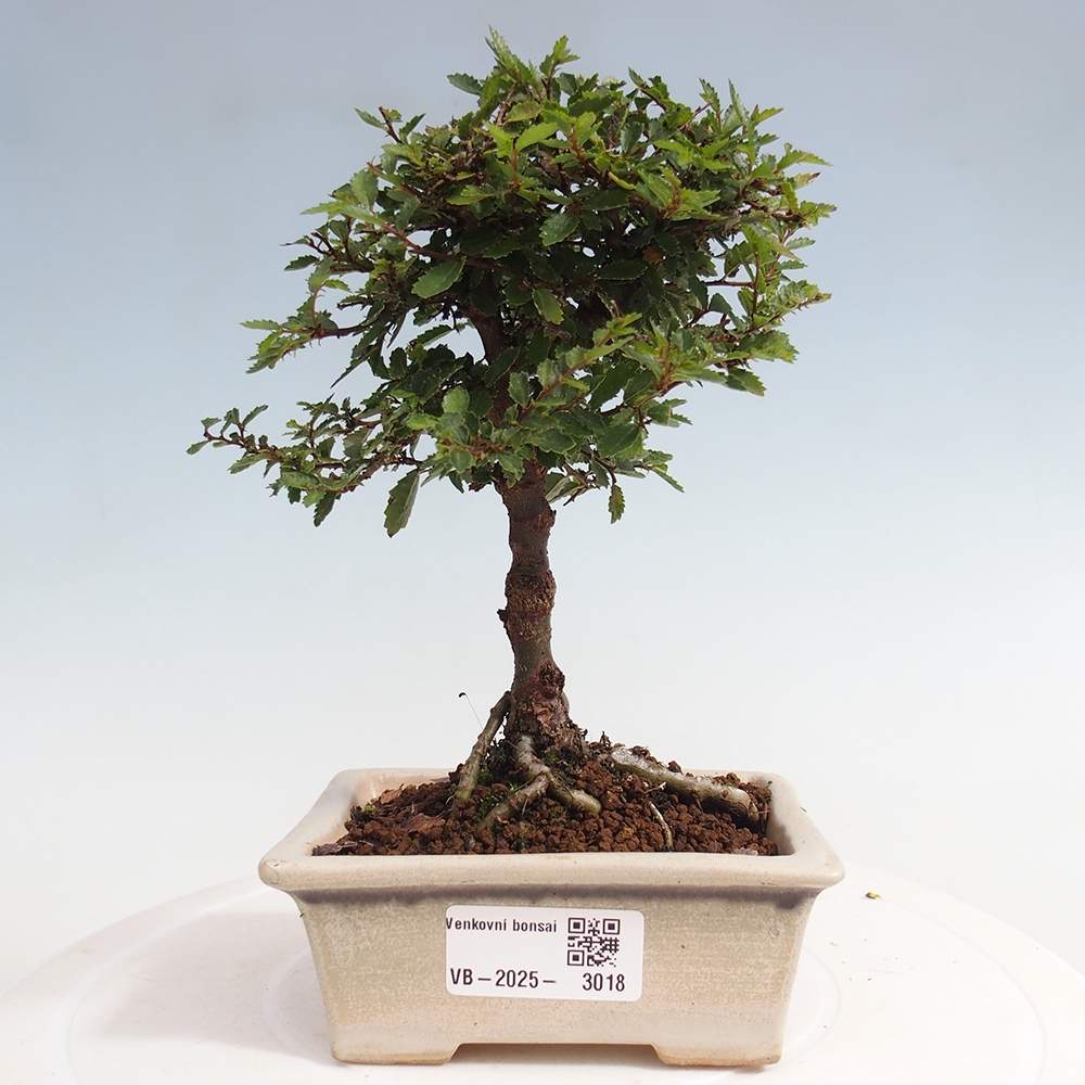 Bonsai für draußen - Ulmus parvifolia Sagei - Kleinblättrige Ulme