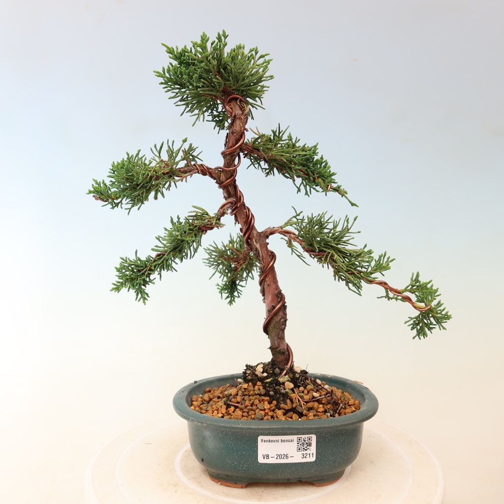 Bonsai für draußen - Juniperus chinensis Kishu