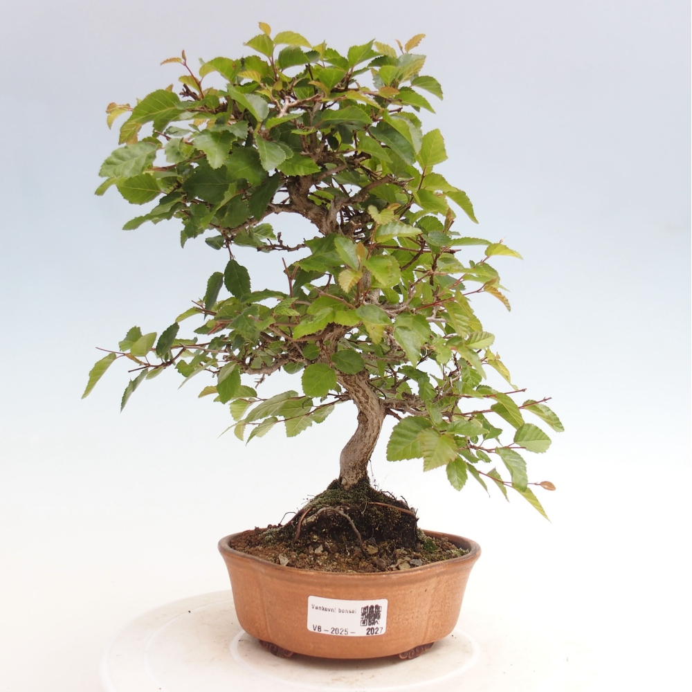 Bonsai für draußen -Carpinus CARPINOIDES - Koreanische Hainbuche