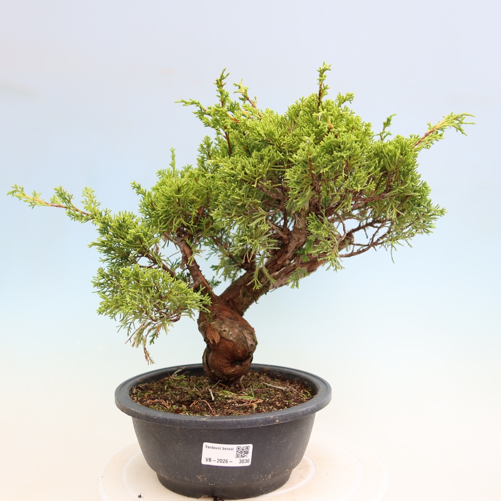 Bonsai für draußen - Juniperus chinensis Itoigawa-Juniperus chinensis