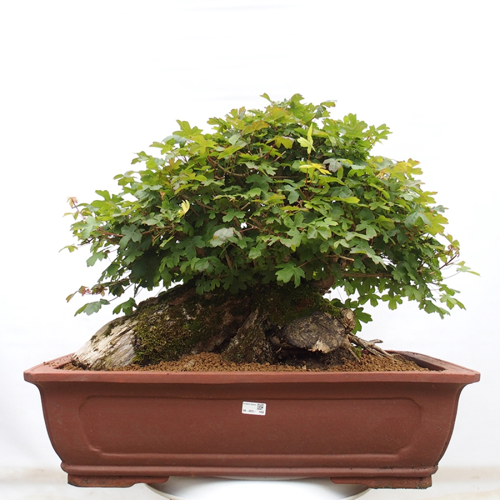Bonsai für draußen - Französischer Ahorn - Acer Nonspessulanum