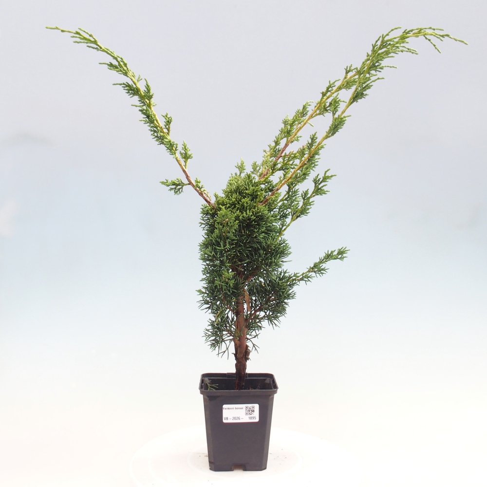 Bonsai für draußen - Juniperus chinensis Kishu
