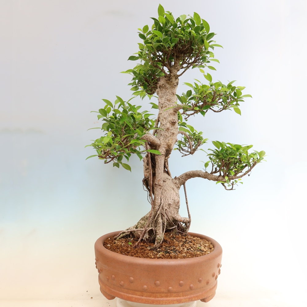 Zimmerbonsai - Ficus kimmen - Kleinblättriger Ficus