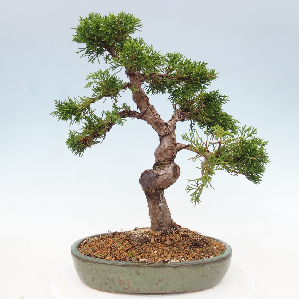 Bonsai für draußen - Juniperus chinensis Itoigawa