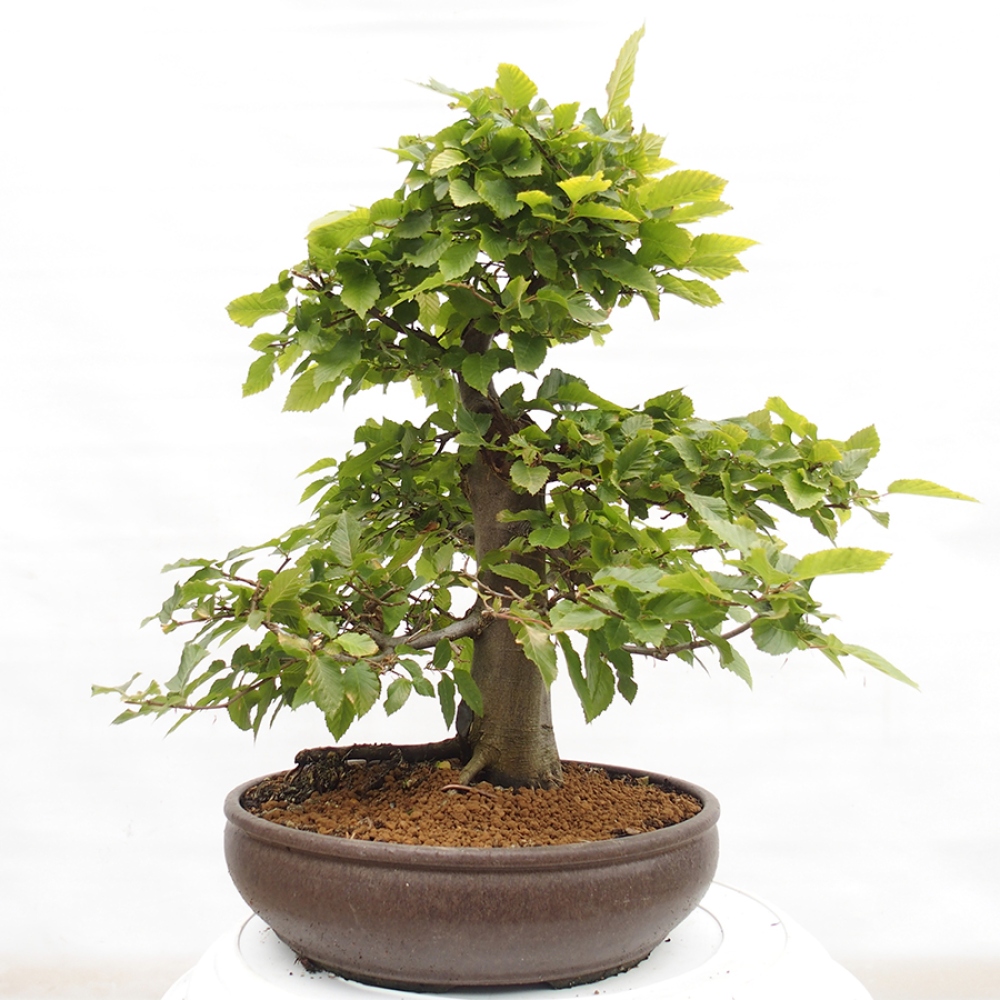 Bonsai für draußen - Hainbuche - Carpinus betulus