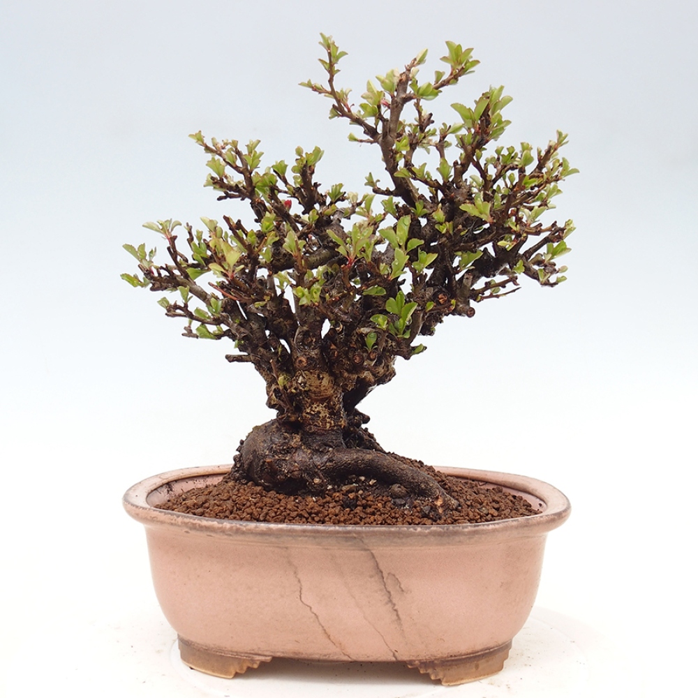 Bonsai für draußen - Chaneomeles speciosa - Quitte