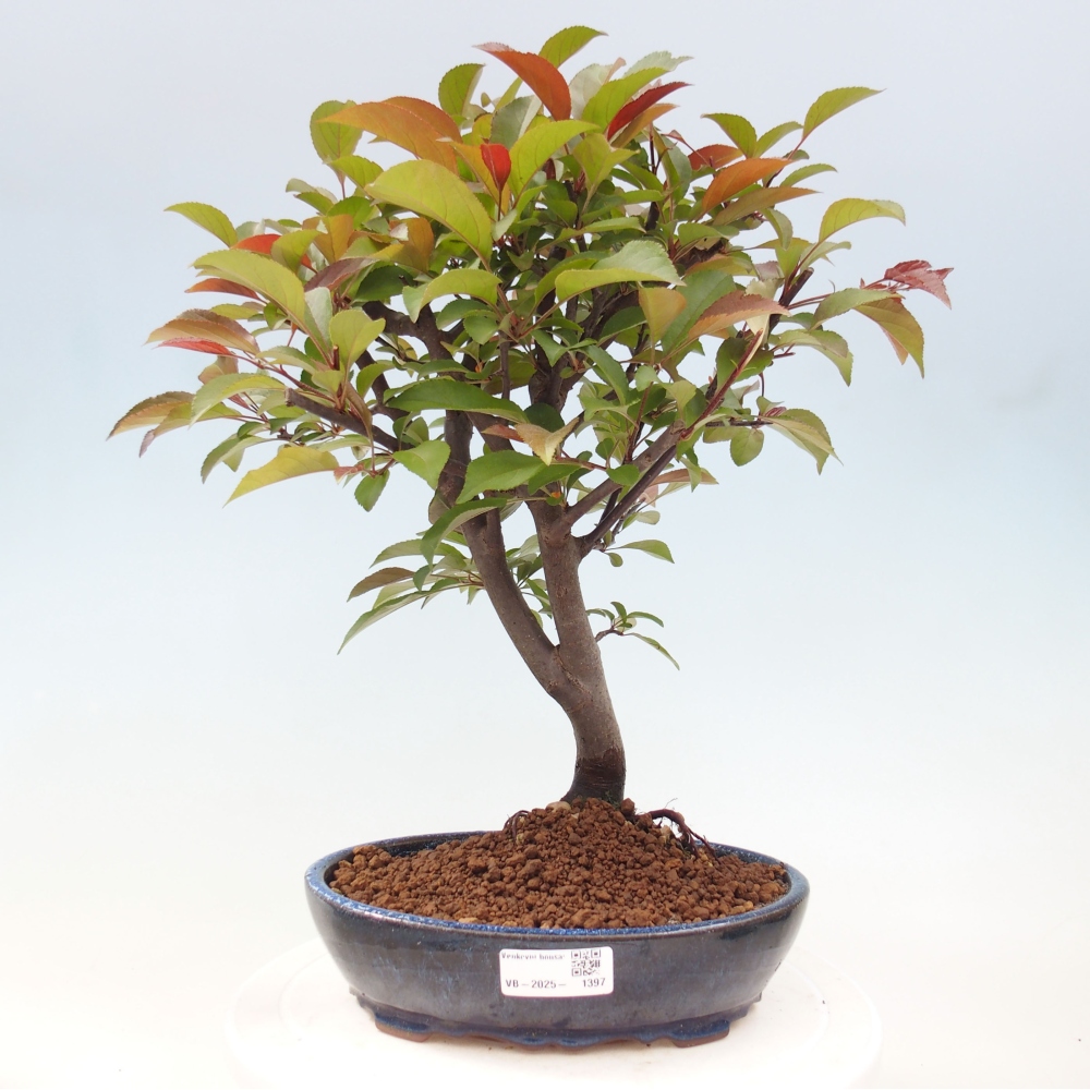 Outdoor-Bonsai -Malus domestica - Kleinfrüchtiger rotblättriger Apfelbaum