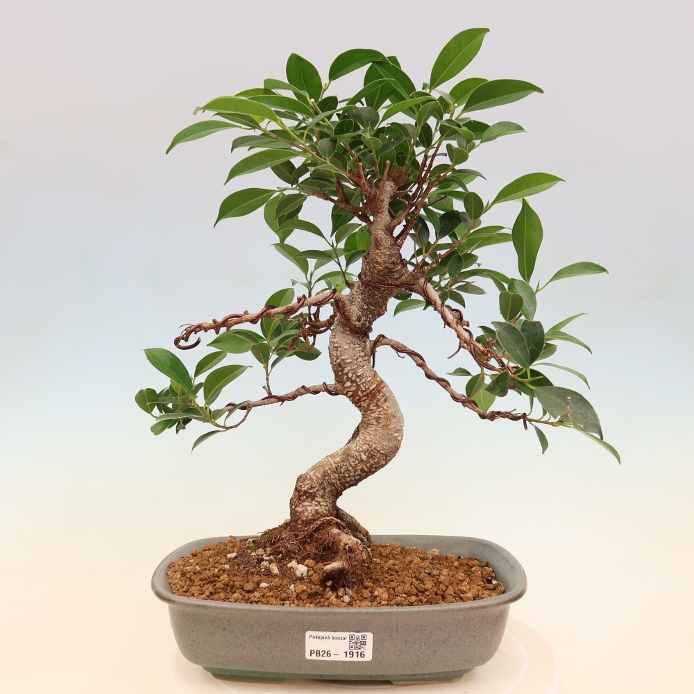 Zimmerbonsai - Ficus kimmen - Kleinblättriger Ficus