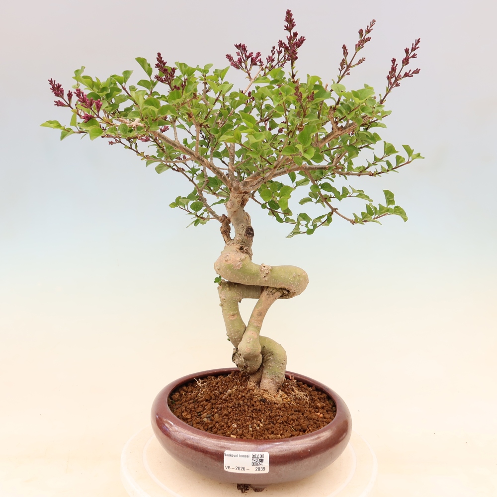 Bonsai für draußen - Syringa microphylla - Kleinblütiger Flieder