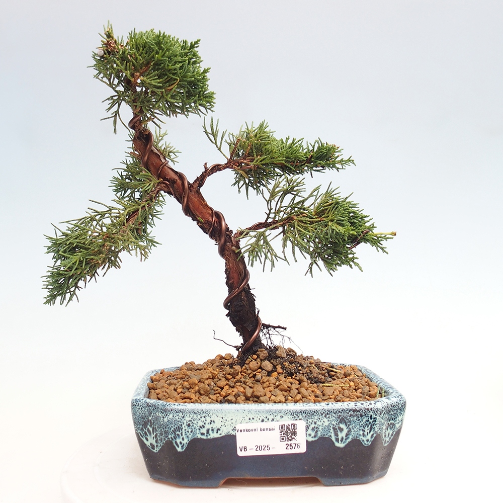 Bonsai für draußen - Juniperus chinensis Kishu