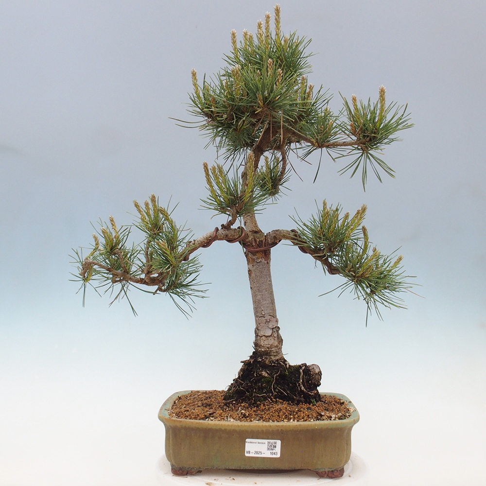Bonsai für draußen - Pinus Sylvestris Watererri - Waldkiefer