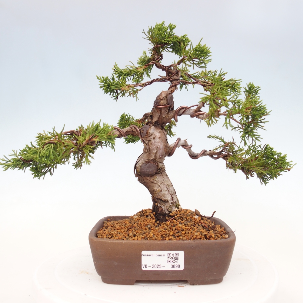 Bonsai für draußen - Juniperus chinensis Itoigawa