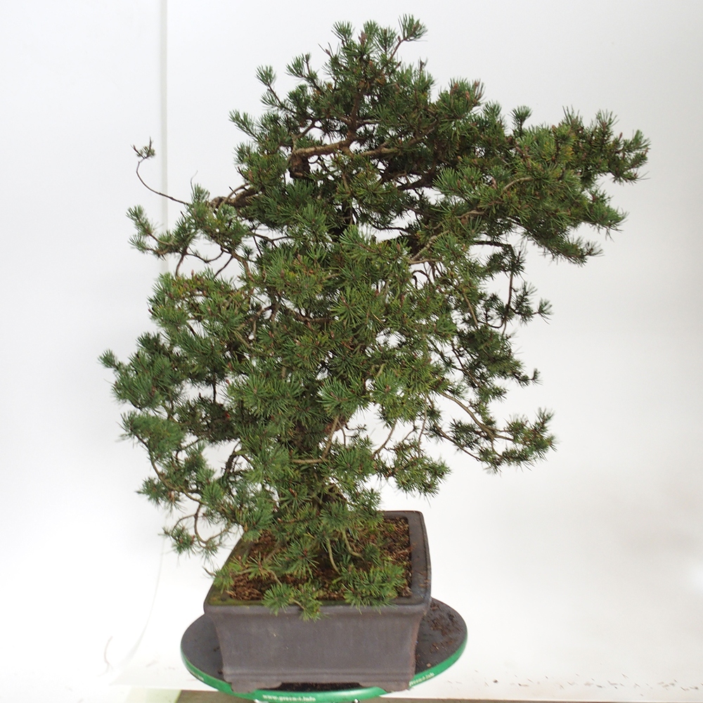 Yamadori - Pinus sylvestris Spanien