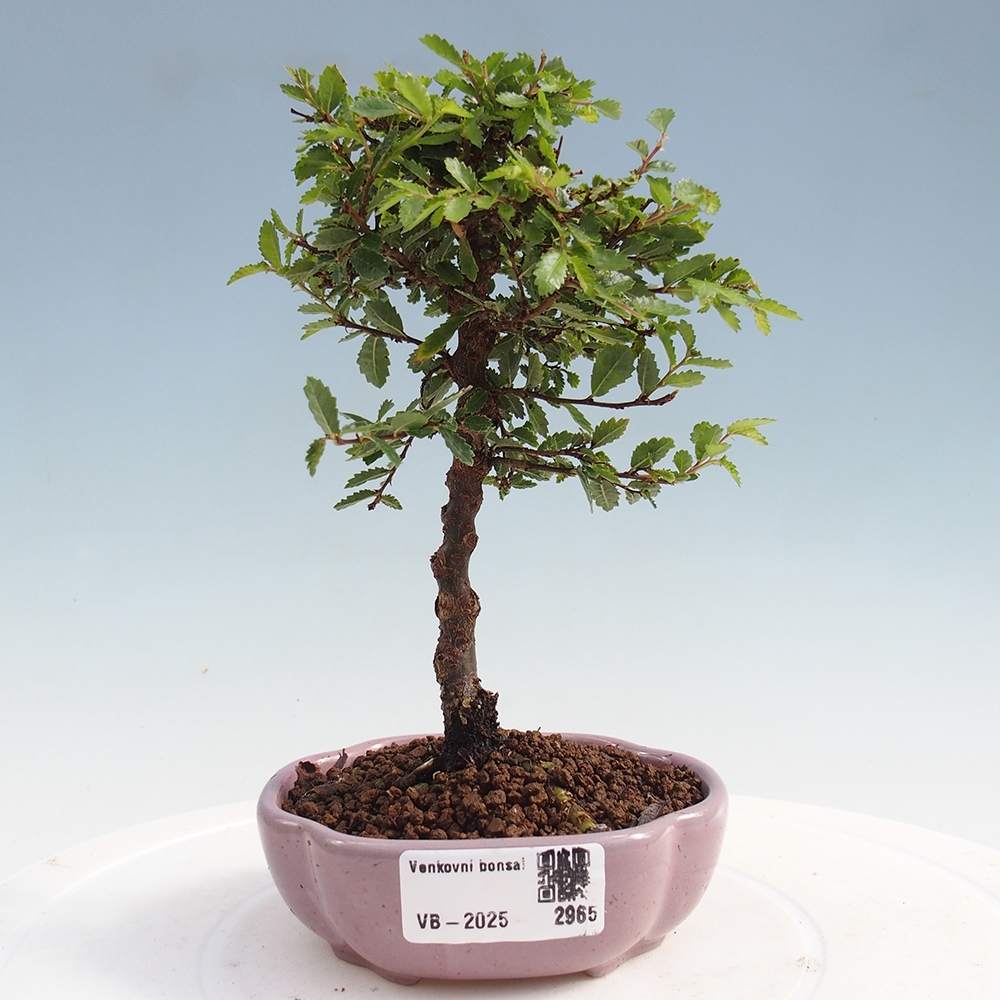 Bonsai für draußen - Ulmus parvifolia Sagei - Kleinblättrige Ulme