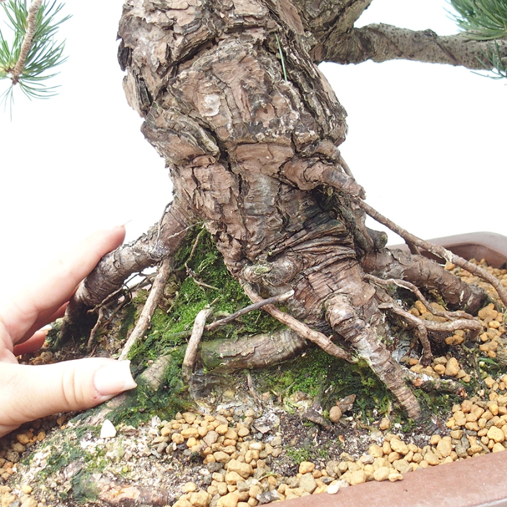 Bonsai für draußen - Pinus parviflora - Pinus parviflora