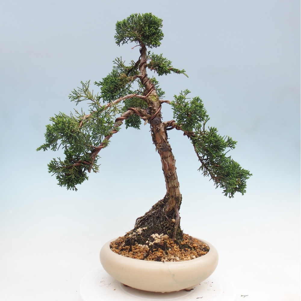 Bonsai für draußen - Juniperus chinensis Kishu
