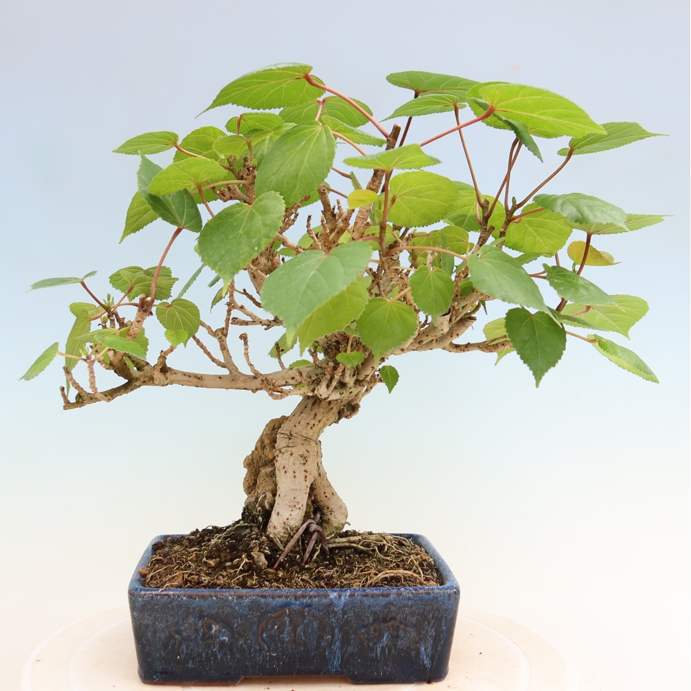 Zimmerbonsai - Hibiscus tiliaceus - Meeres-Hibiskus