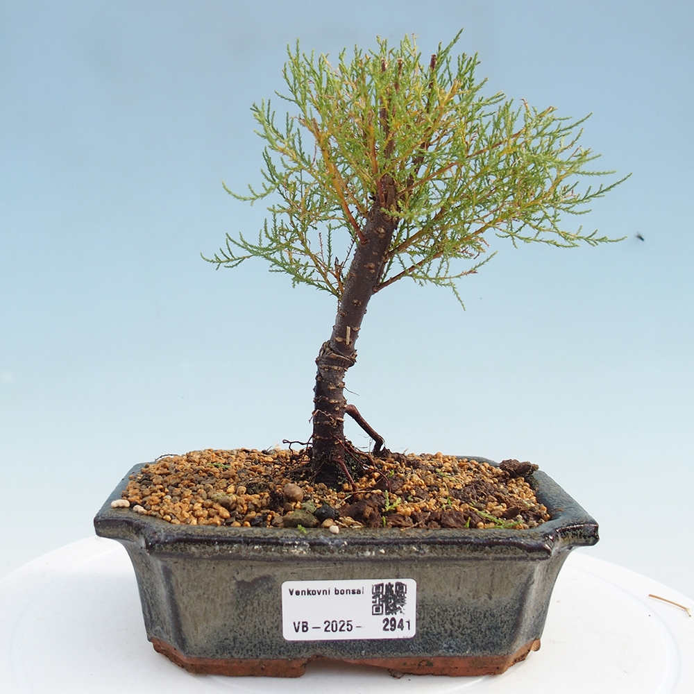 Bonsai für draußen - Tamariske - Tamarix