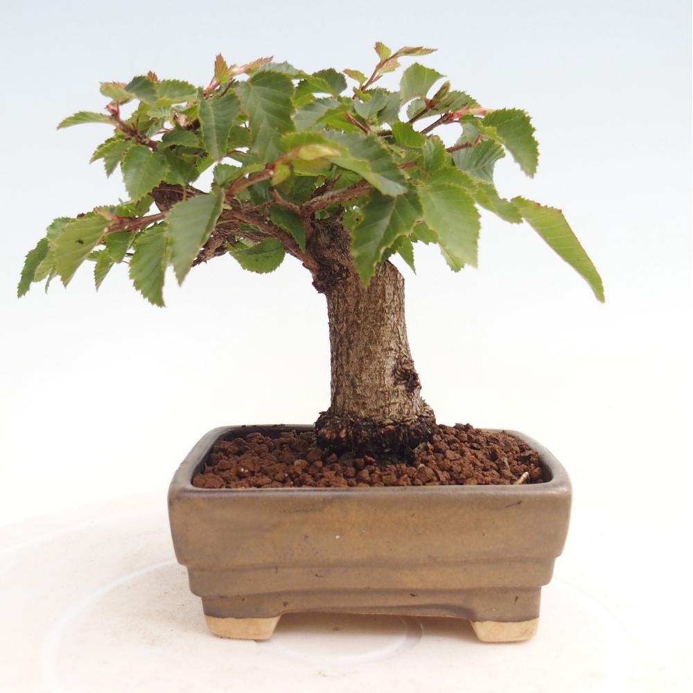 Bonsai für draußen -Carpinus CARPINOIDES - Koreanische Hainbuche