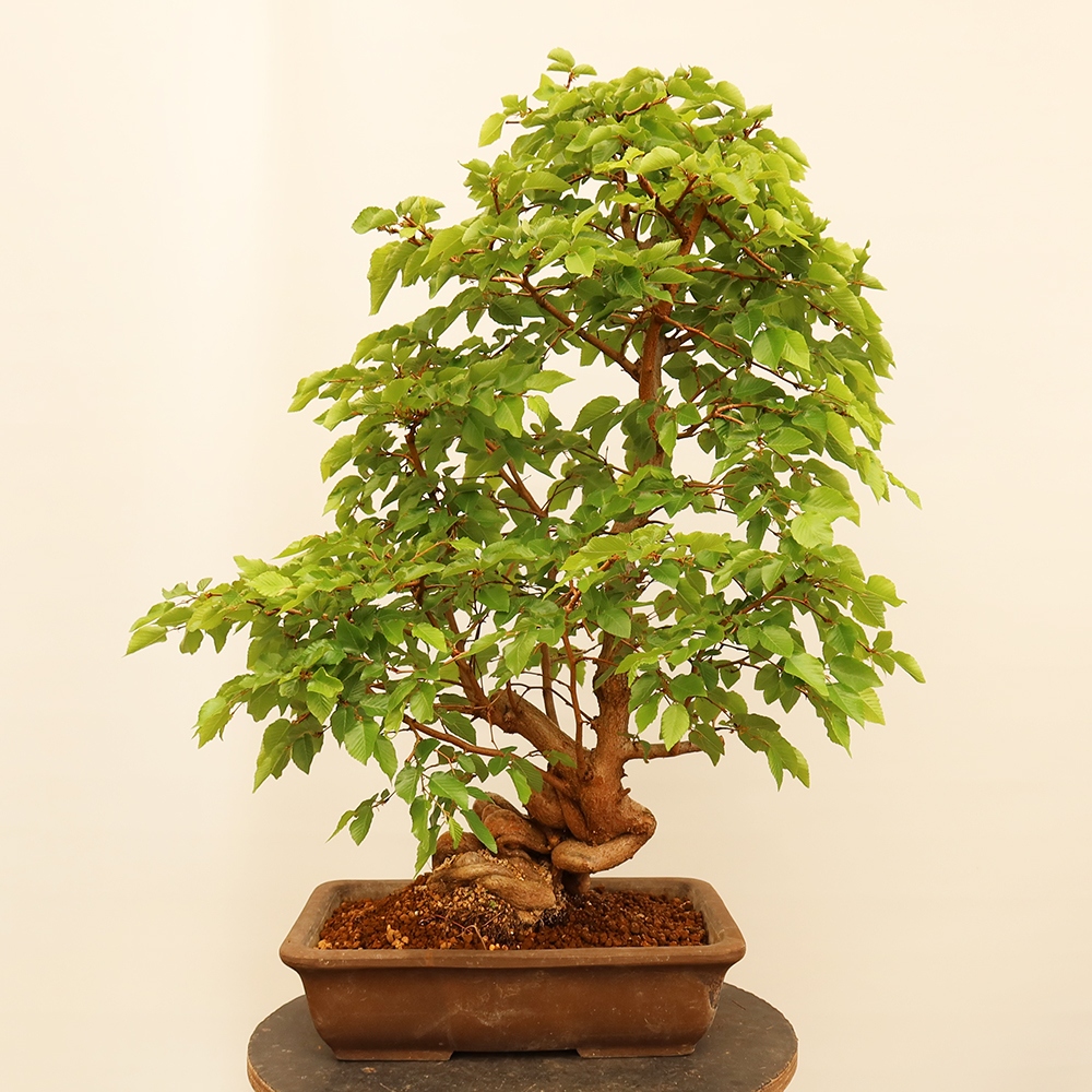 Bonsai für draußen - Karpinus Coreana - Koreanische Hainbuche