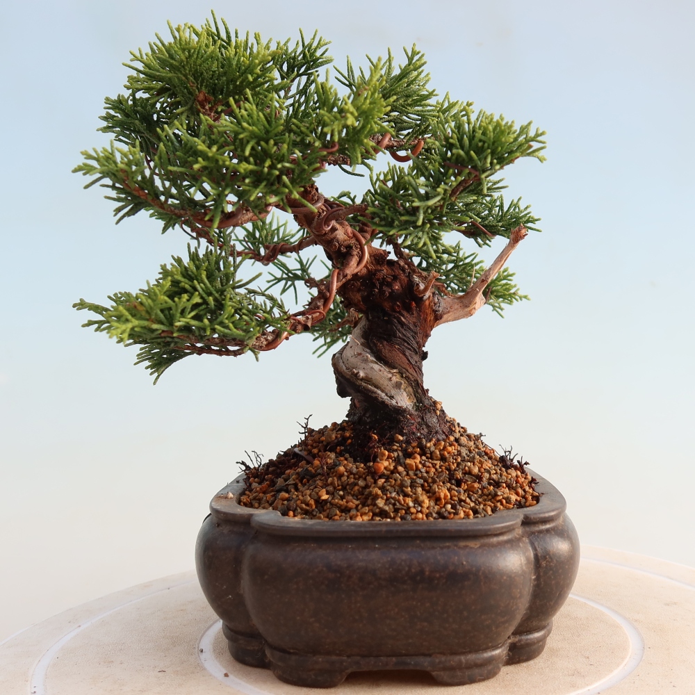 Bonsai für draußen - Juniperus chinensis Itoigawa
