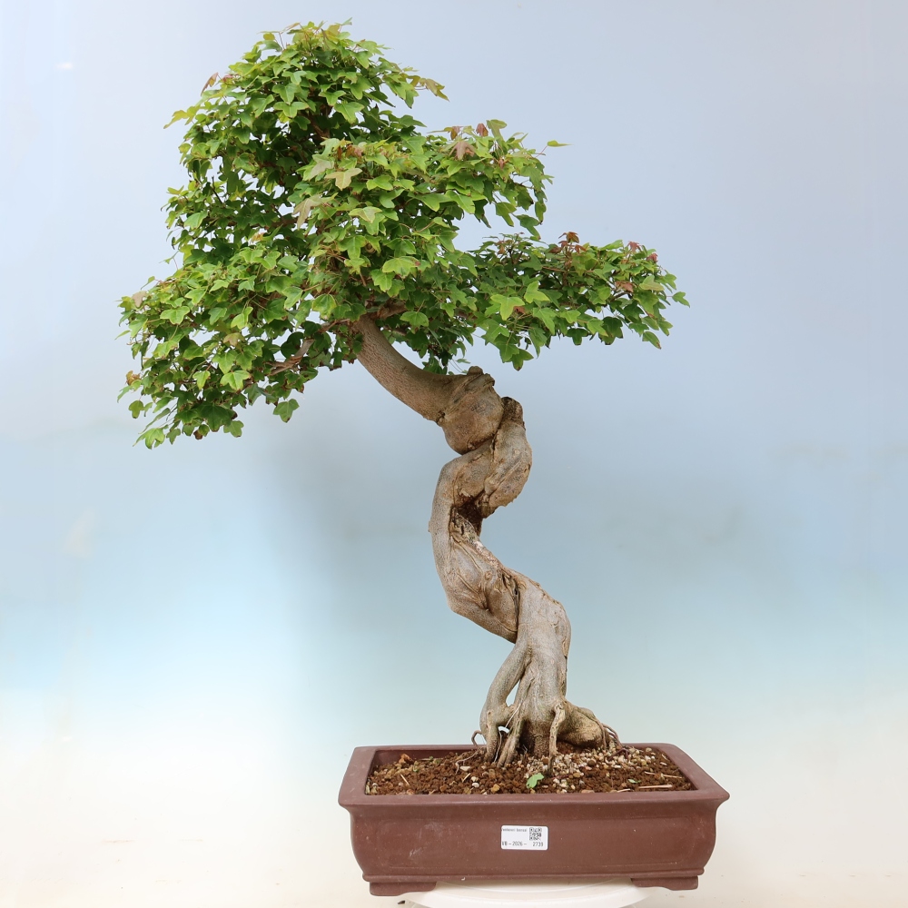 Bonsai für draußen - Acer Buergerianum - Bergahorn