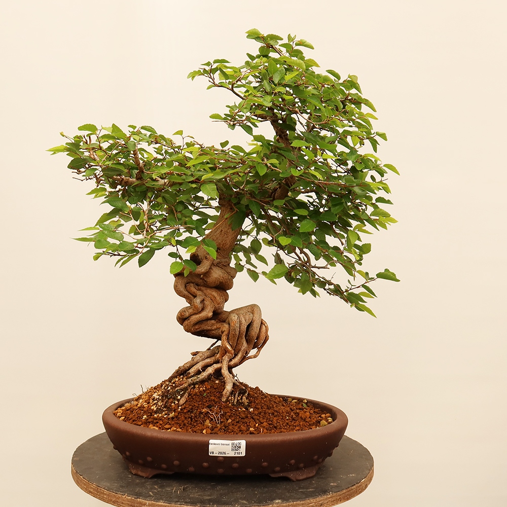 Bonsai für draußen - Karpinus Coreana - Koreanische Hainbuche