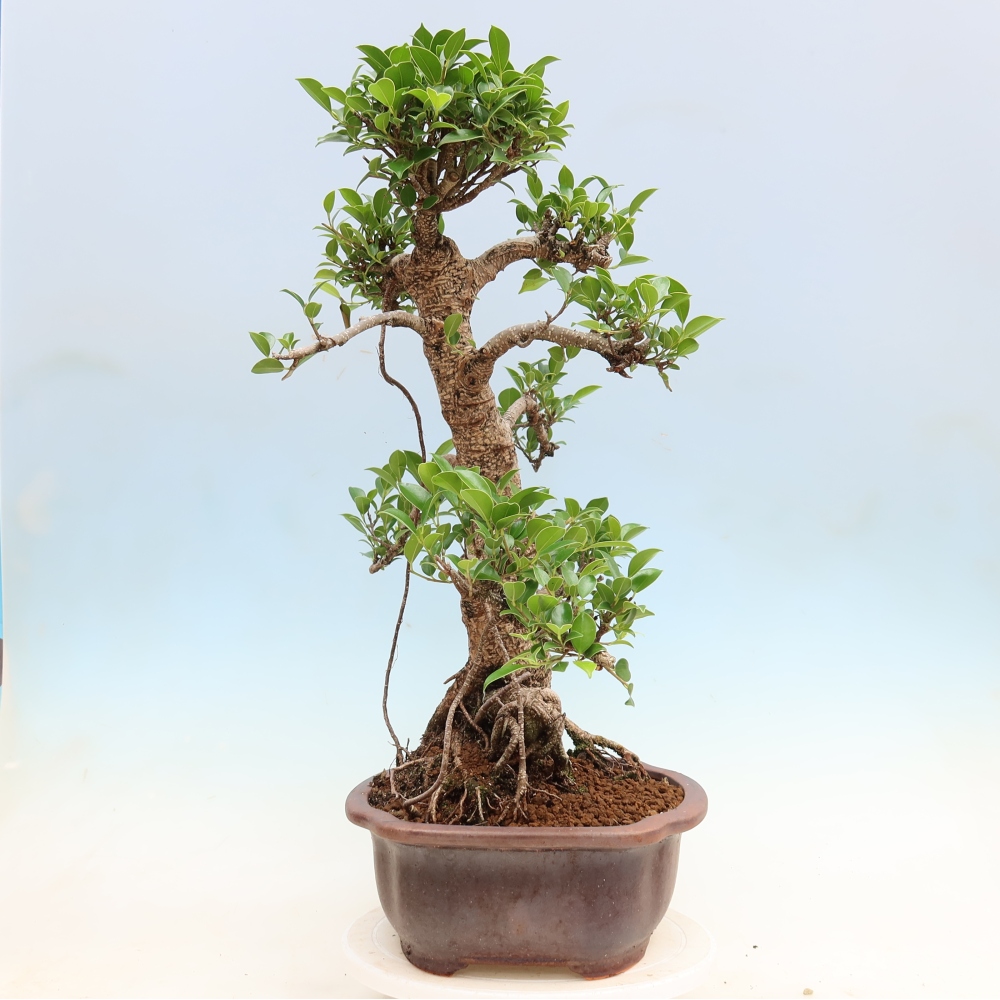 Zimmerbonsai - Ficus kimmen - Kleinblättriger Ficus