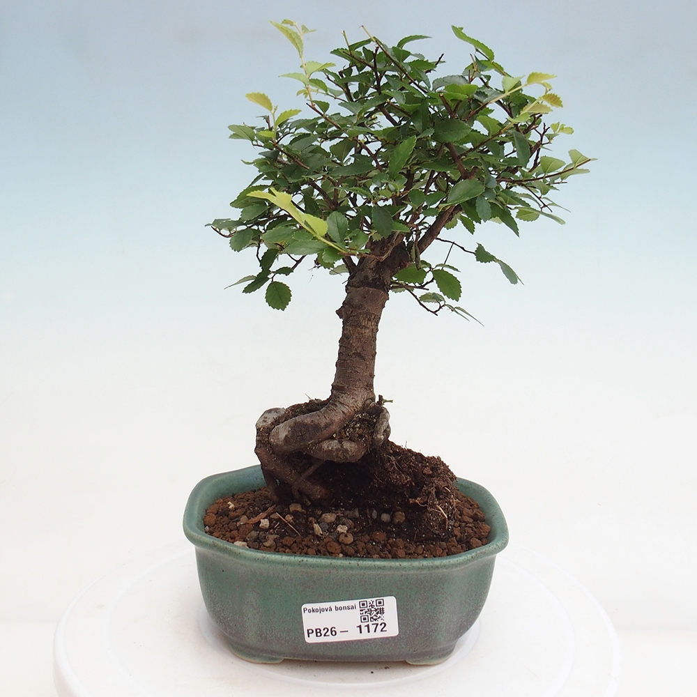 Zimmerbonsai - Ulmus parvifolia - Kleinblättrige Ulme