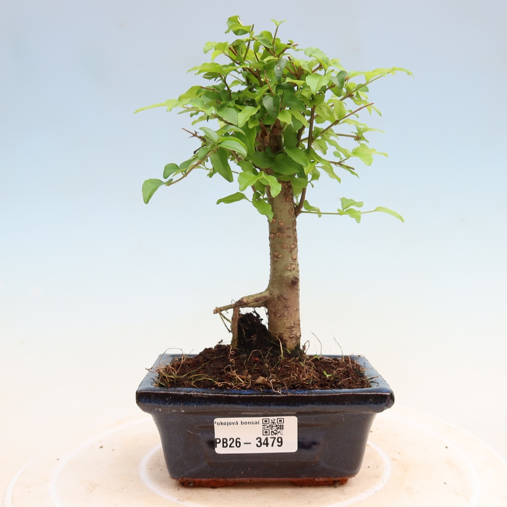 Zimmer Bonsai -Ligustrum chinensis - Vogelschnabel