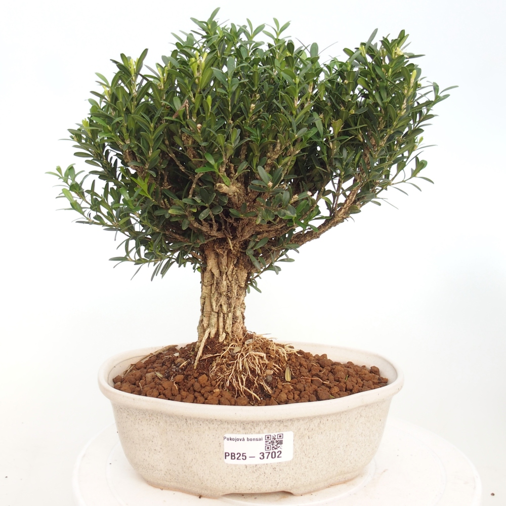 Zimmer Bonsai - Buxus harlandii - Korkbuxus