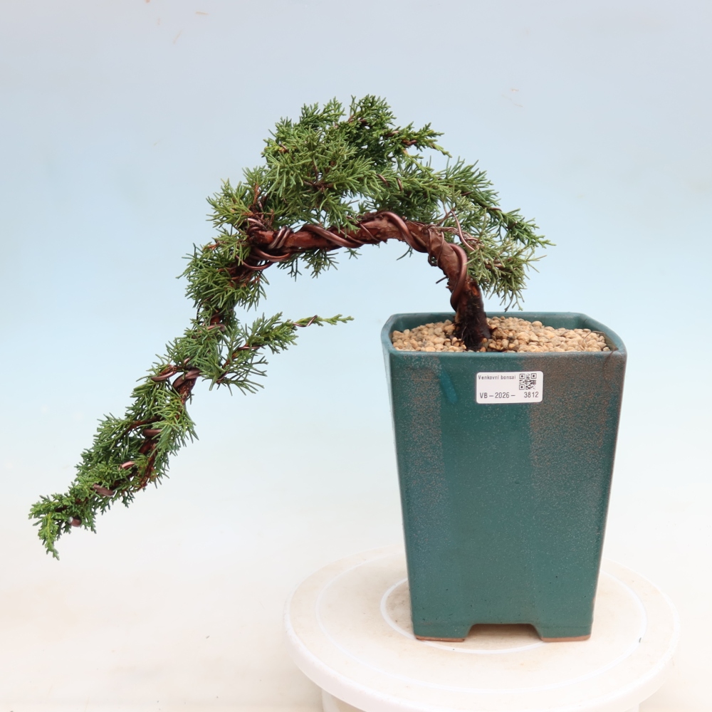 Bonsai für draußen - Juniperus chinensis Kishu