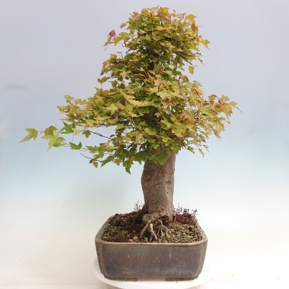 Bonsai für draußen - Acer Buergerianum - Bergahorn