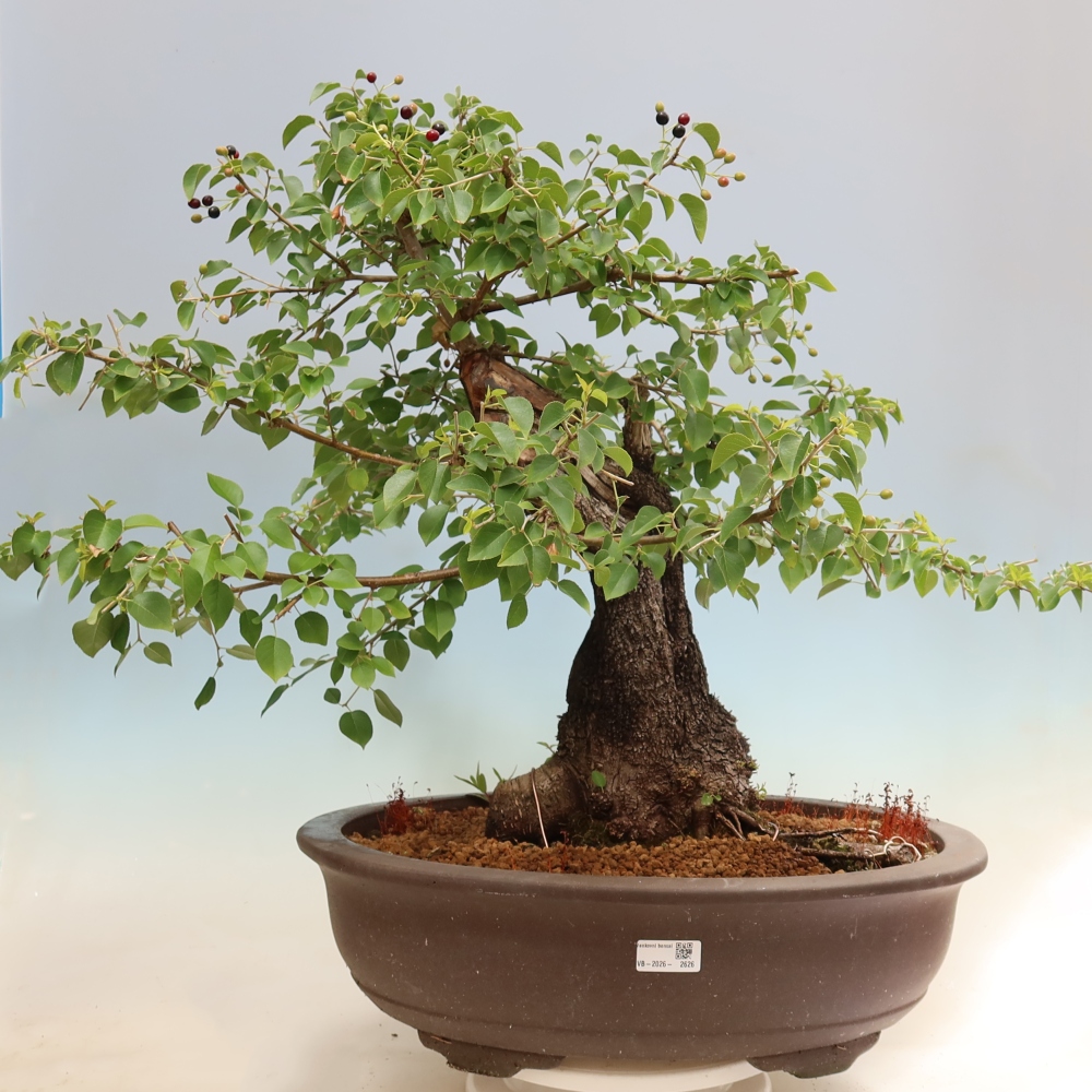 Bonsai für draußen - Mahalebka - Prunus mahaleb