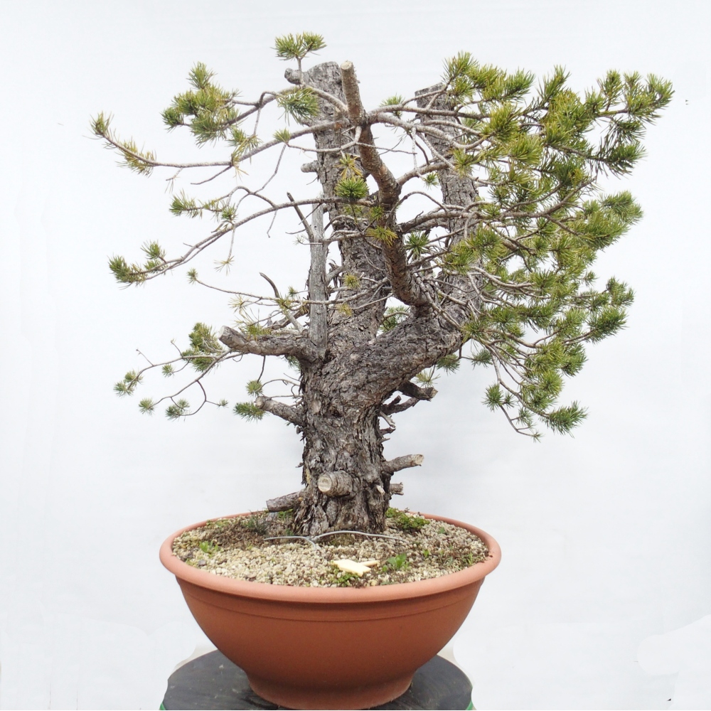 Yamadori - Pinus sylvestris Spanien