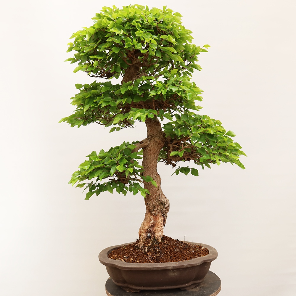 Bonsai für draußen - Karpinus Coreana - Koreanische Hainbuche