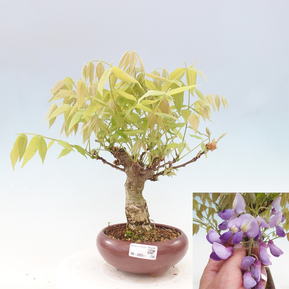 Bonsai für draußen - Wisteria floribunda
