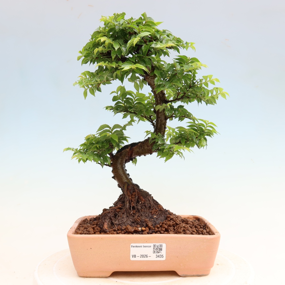 Bonsai für den Außenbereich – Ulmus Jacqueline Hillier – Pappelulme