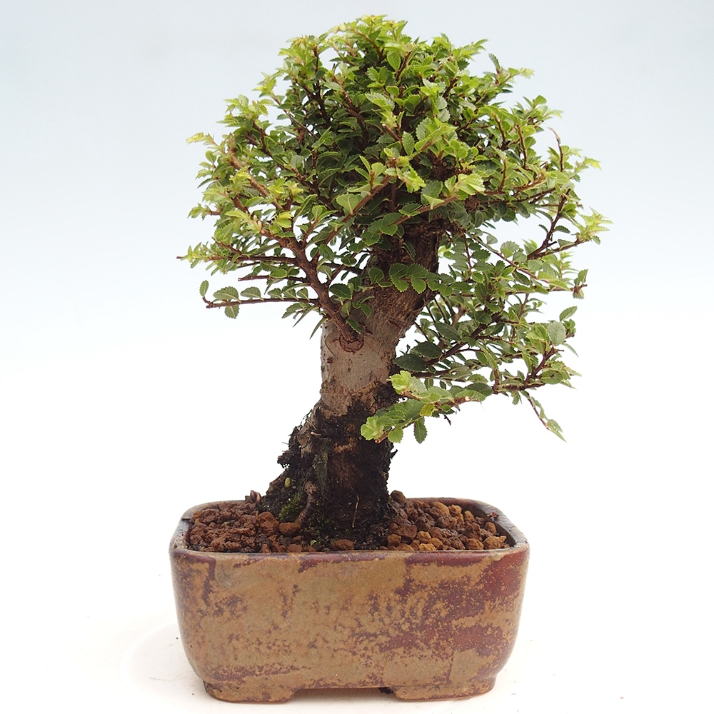 Bonsai für draußen - Ulmus parvifolia Hokkaido - Chinesische Ulme