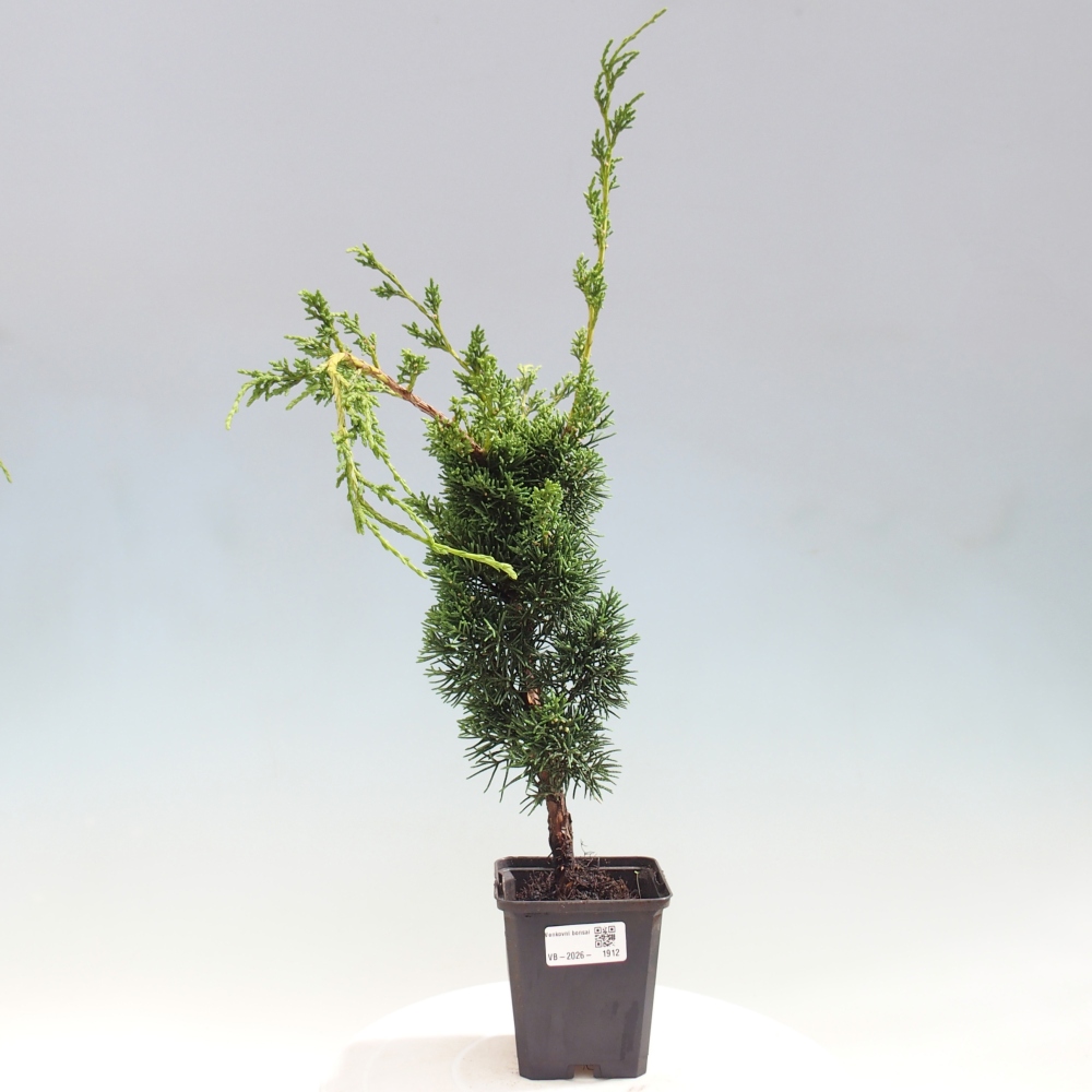 Bonsai für draußen - Juniperus chinensis Kishu