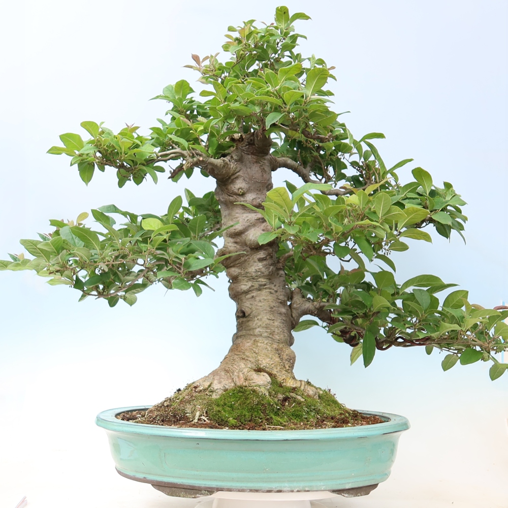 Bonsai für den Außenbereich – Ilex serrata – Sägeblättrige Stechpalme