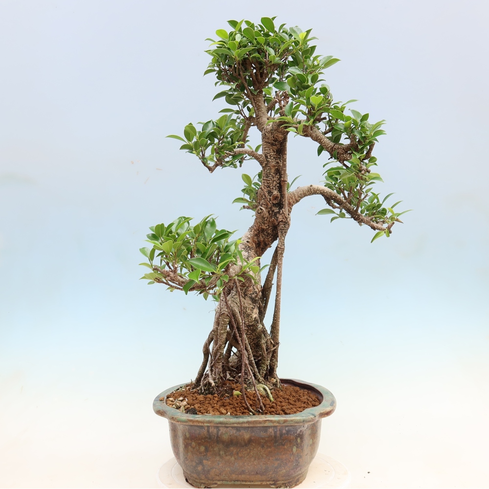 Zimmerbonsai - Ficus kimmen - Kleinblättriger Ficus