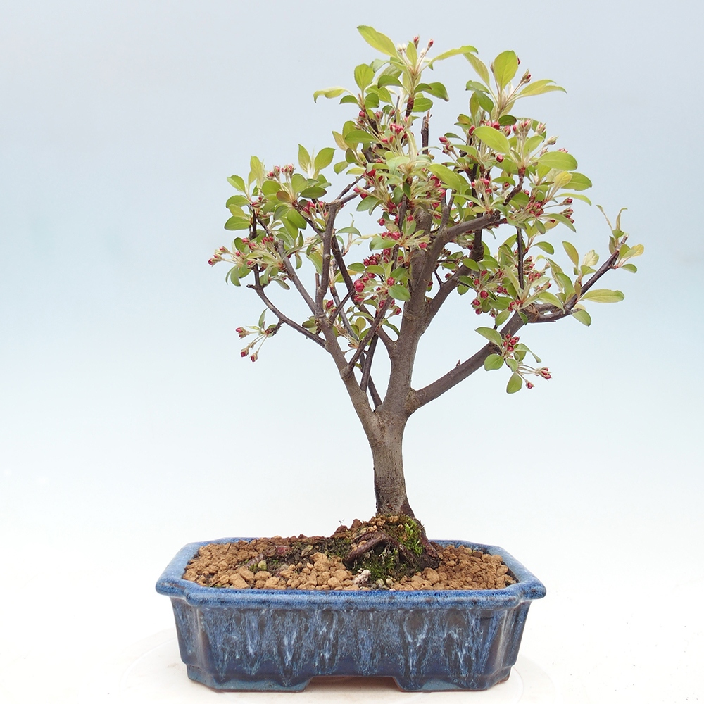 Outdoor-Bonsai -Malus domestica - Kleinfrüchtiger rotblättriger Apfelbaum