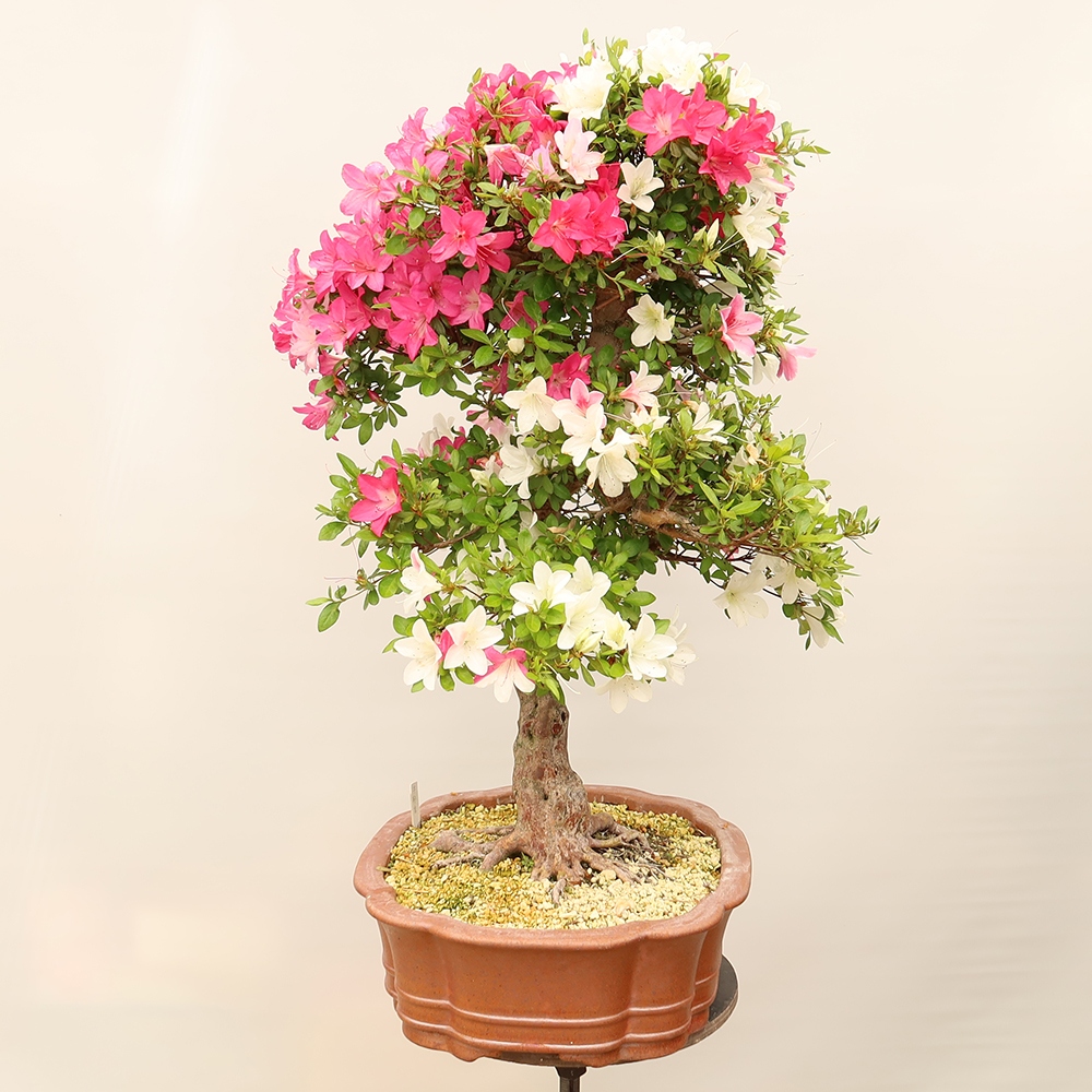 Bonsai für draußen - Japanische Azalee - Azalee Sayaka