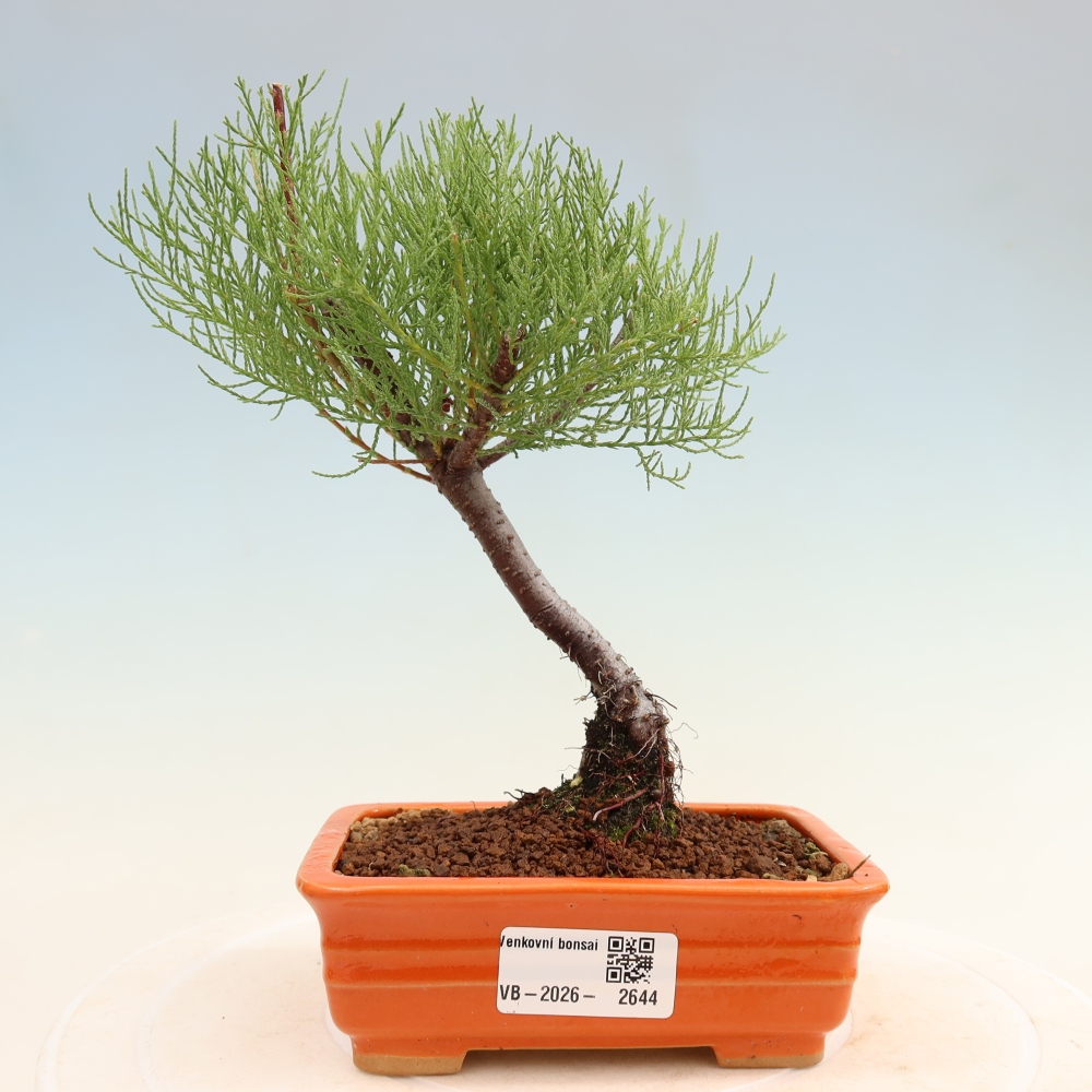 Bonsai für draußen - Tamariske - Tamarix